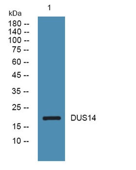 DUS14 rabbit pAb Antibody