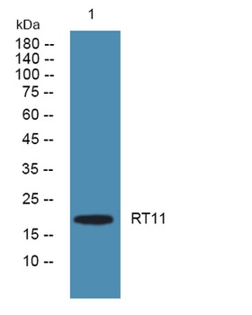 RT11 rabbit pAb Antibody