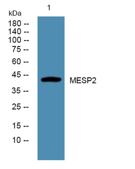 MESP2 rabbit pAb