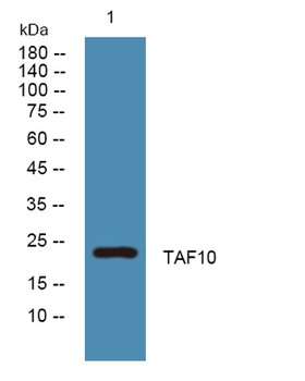 TAF10 antibody