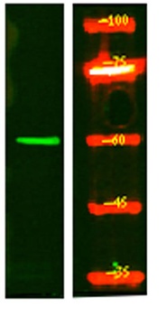 SMG9 antibody