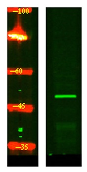 CRLF3 antibody