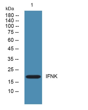 IFNK antibody