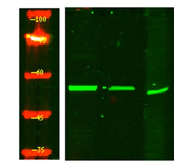 IFRD2 rabbit pAb Antibody