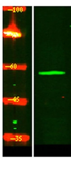 IFT1B rabbit pAb Antibody
