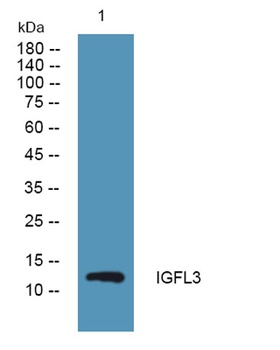 IGFL3 rabbit pAb