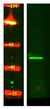 K1H2 rabbit pAb Antibody