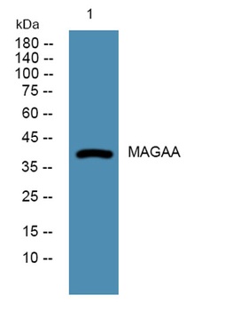 MAGAA rabbit pAb Antibody