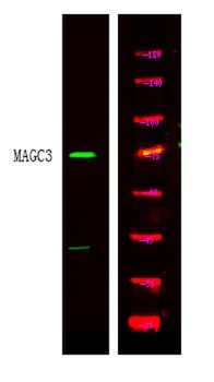 MAGC3 rabbit pAb Antibody