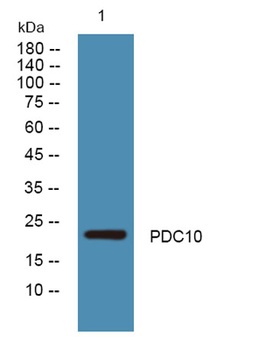 PDC10 rabbit pAb Antibody