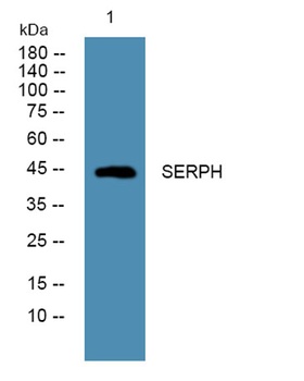 SERPH rabbit pAb Antibody
