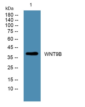 WNT9B antibody
