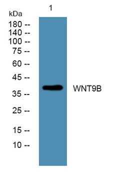 WNT9B rabbit pAb