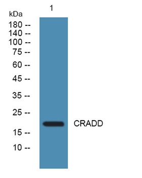 CRADD rabbit pAb Antibody