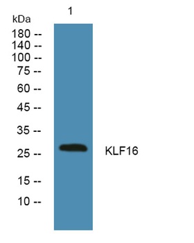 KLF16 antibody