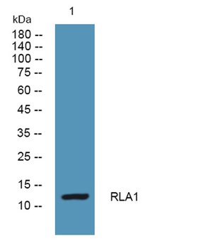 RLA1 rabbit pAb Antibody