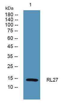 RL27 rabbit pAb Antibody