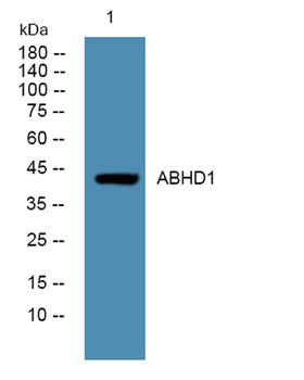 ABHD1 rabbit pAb
