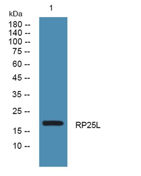 RP25L rabbit pAb Antibody