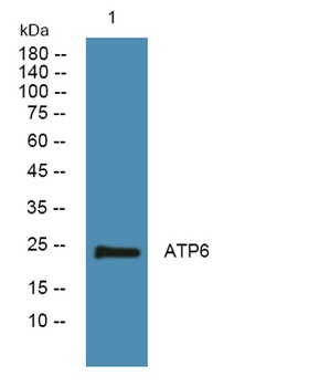 ATP6 rabbit pAb