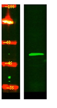 GCNT4 antibody