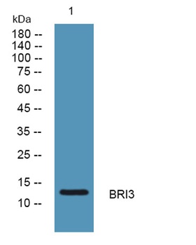 BRI3 antibody