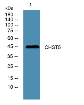 CHST5 rabbit pAb