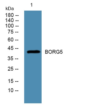 BORG5 antibody