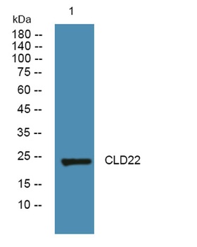 CLD22 rabbit pAb Antibody