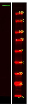 ZC3H1 rabbit pAb Antibody