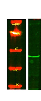 ENDD1 rabbit pAb Antibody