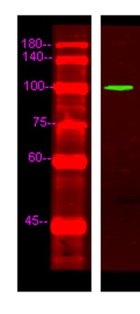 EDEM3 antibody