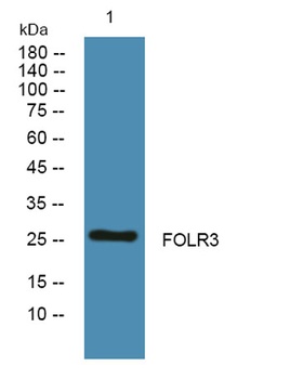 FOLR3 antibody