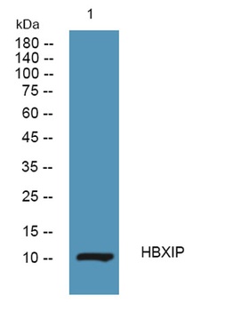 HBXIP rabbit pAb