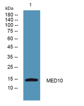 MED10 rabbit pAb