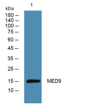 MED9 antibody