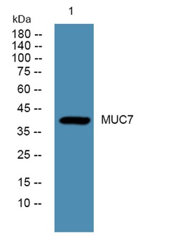 MUC7 antibody