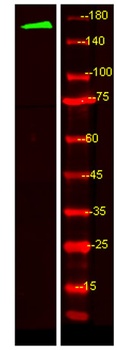 MRP6 rabbit pAb Antibody