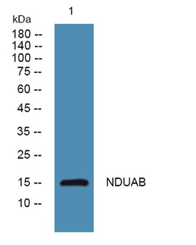 NDUAB antibody