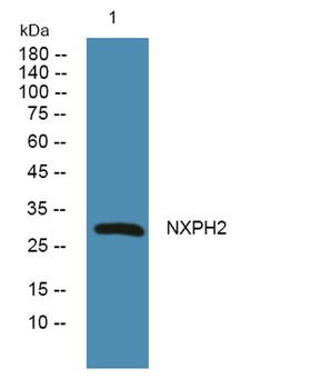NXPH2 rabbit pAb