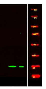 NDF6 rabbit pAb Antibody