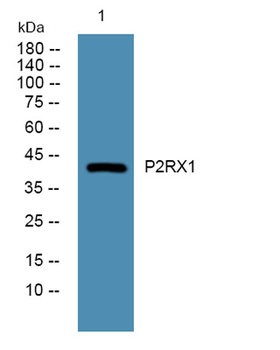 P2RX1 rabbit pAb