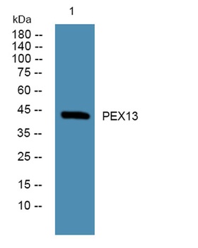 PEX13 antibody