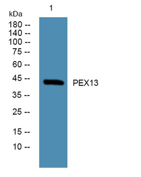 PEX13 rabbit pAb