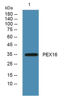 PEX16 rabbit pAb