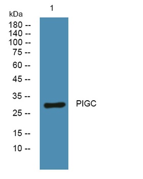 PIGC rabbit pAb