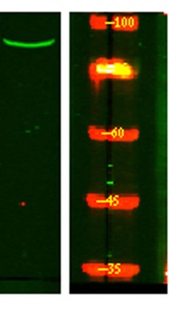 PIGQ antibody