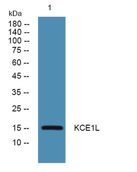 KCE1L antibody
