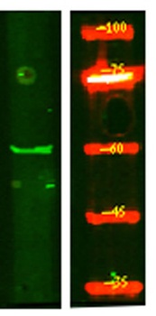 KCNS1 rabbit pAb
