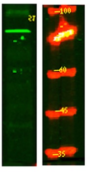 PPM1E rabbit pAb